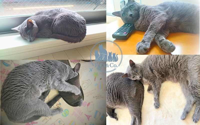 6匹のうち2匹が私のスリッパを愛しています。
