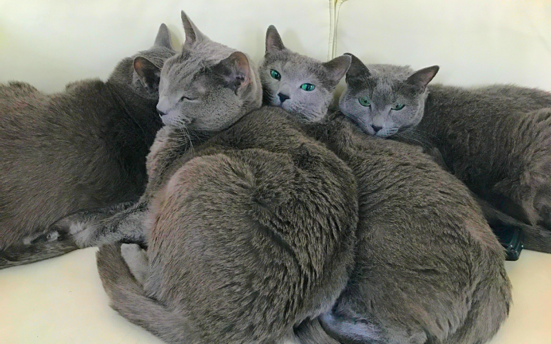6匹の猫さまについても今後こちらのブログでご紹介していきたいと思います。
